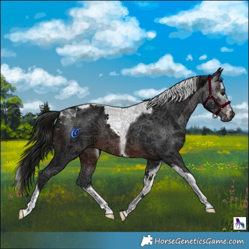 Horse Color:Gray Brown Splash Tobiano 
