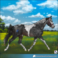 Horse Color:Gray Brown Splash Tobiano