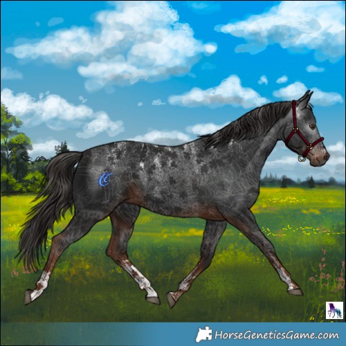Horse Color:Powder White Gray Liver Chestnut 