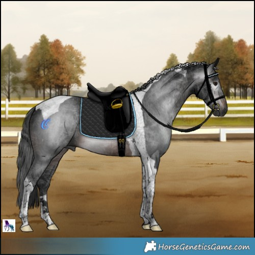 Horse Color:Gray Brown Tobiano 