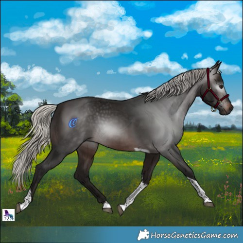 Horse Color:Gray Silver Brown Tobiano 