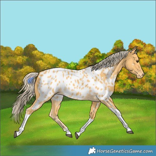 Horse Color:Palomino Tobiano Appaloosa 