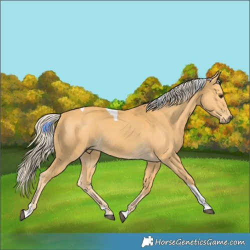 Horse Color:Palomino Tobiano 
