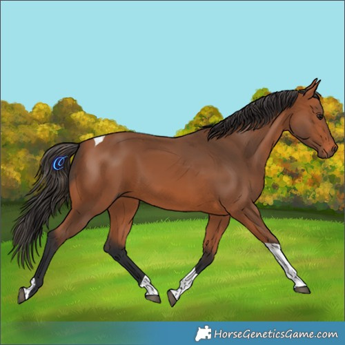 Horse Color:Bay Tobiano 