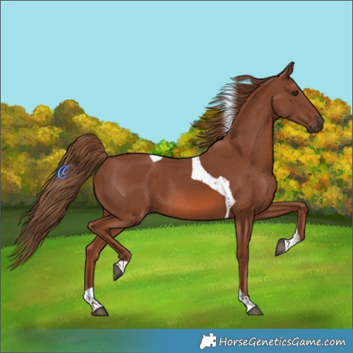Horse Color:Chestnut Tobiano 