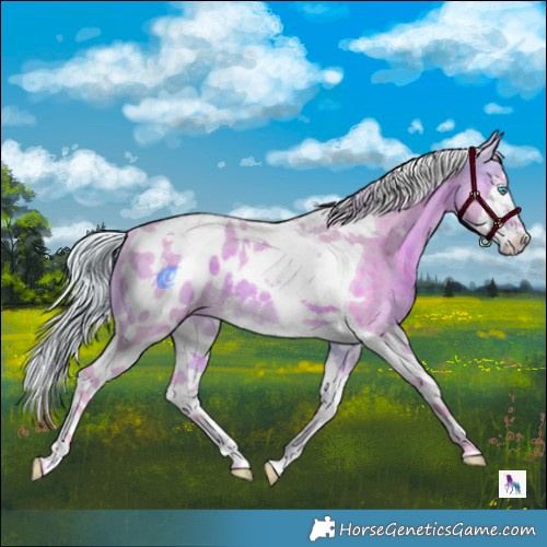 Horse Color:Watercolor Silver Brown Splash Tobiano Appaloosa 