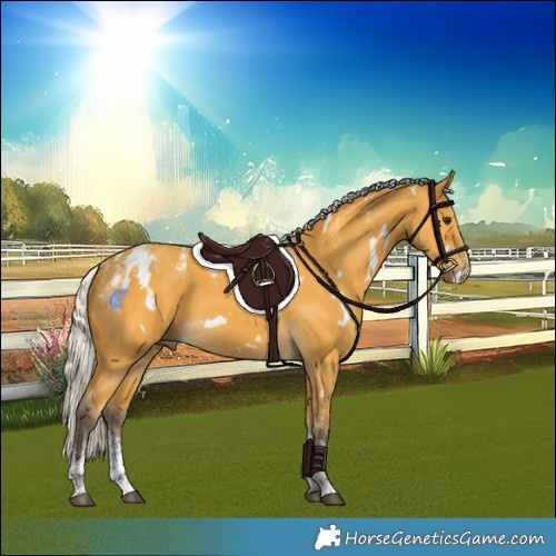 Horse Color:Powder White White Spotted Silver Buckskin