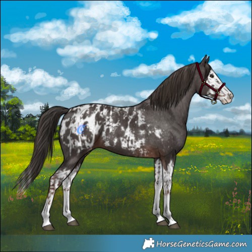 Horse Color:Liver Chestnut Sabino Splash Appaloosa and Liver Chestnut Sabino Splash Appaloosa