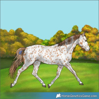 Horse Color:Chestnut Near Leopard