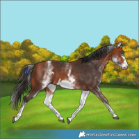 Horse Color:White Spotted Bay Frame 