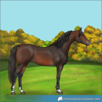 Horse Color:Brown 