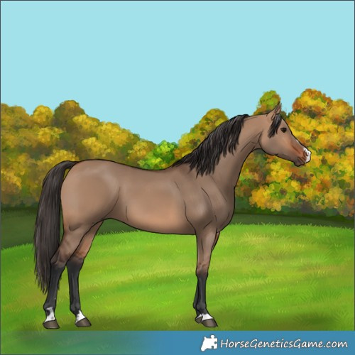 Horse Color:Bay Dun 