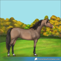Horse Color:Bay Dun 