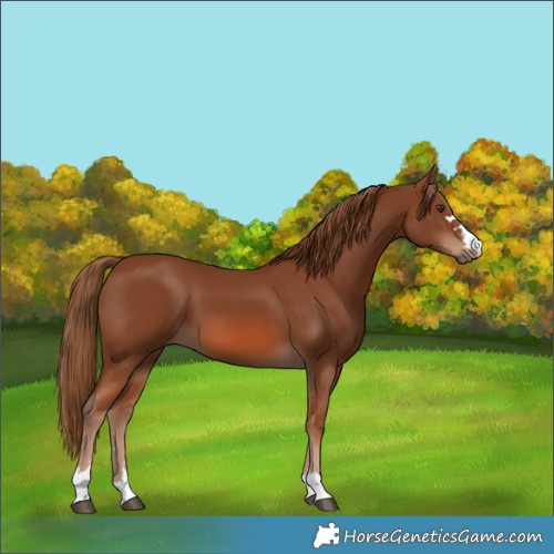 Horse Color:Chestnut 