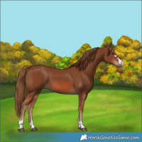 Horse Color:Chestnut 