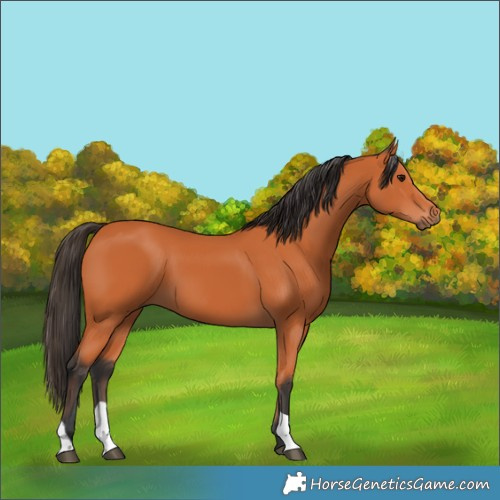 Horse Color:Bay 