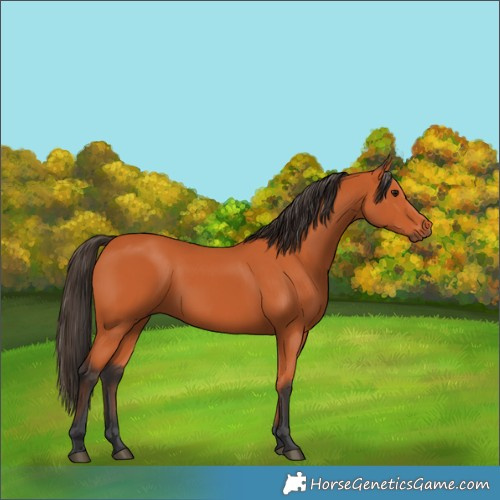 Horse Color:Bay Rabicano 