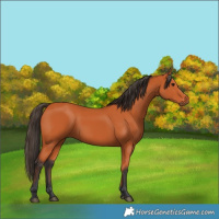 Horse Color:Bay Rabicano 