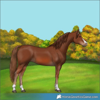 Horse Color:Chestnut 