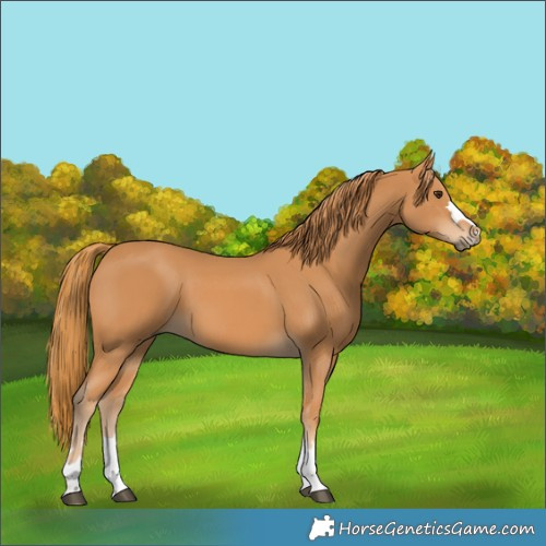 Horse Color:Chestnut 