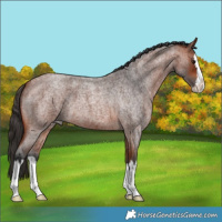 Horse Color:Bay Roan Splash 