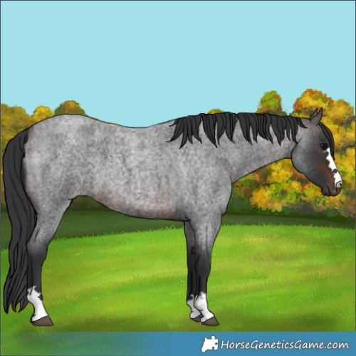 Horse Color:Brown Roan
