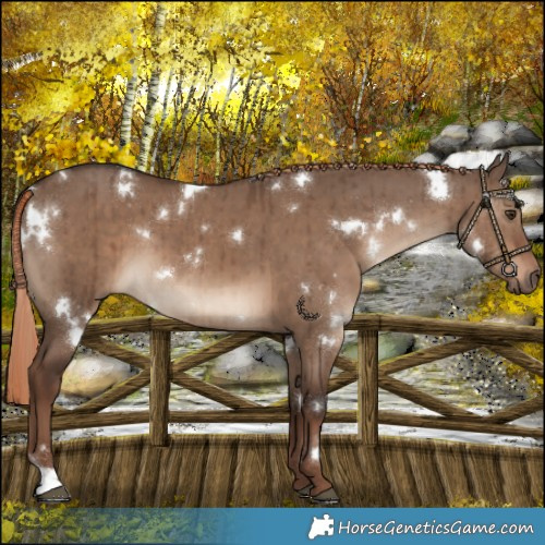 Horse Color:White Spotted Liver Red Dun Brindle
