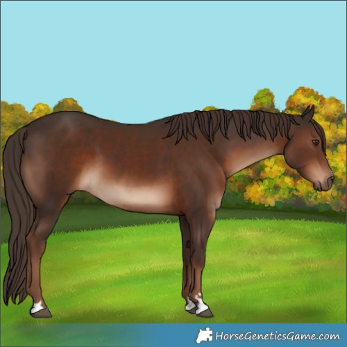 Horse Color:Liver Chestnut