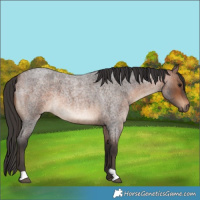Horse Color:Brown Roan 