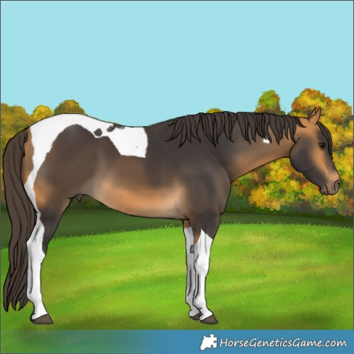Horse Color:Buckskin Tobiano