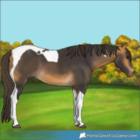 Horse Color:Buckskin Tobiano