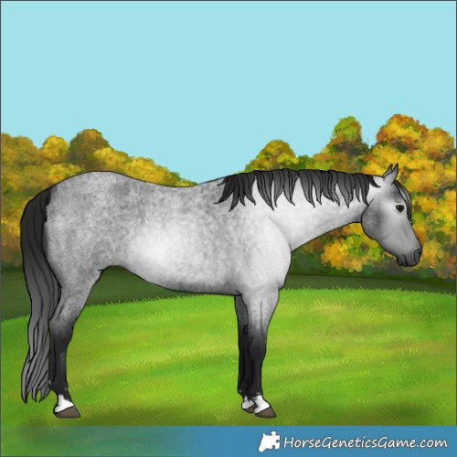 Horse Color:Gray Blue Roan