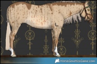 Horse Color:Chocolate Palomino Dun Rabicano Brindle