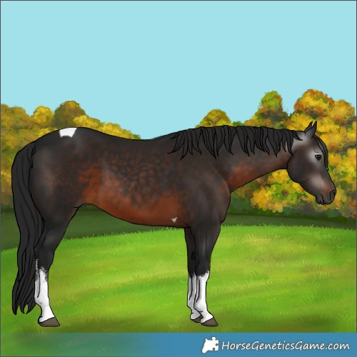 Horse Color:Gray White Spotted Brown Tobiano