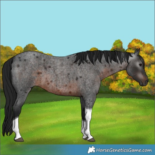 Horse Color:Gray Brown Roan Tobiano 