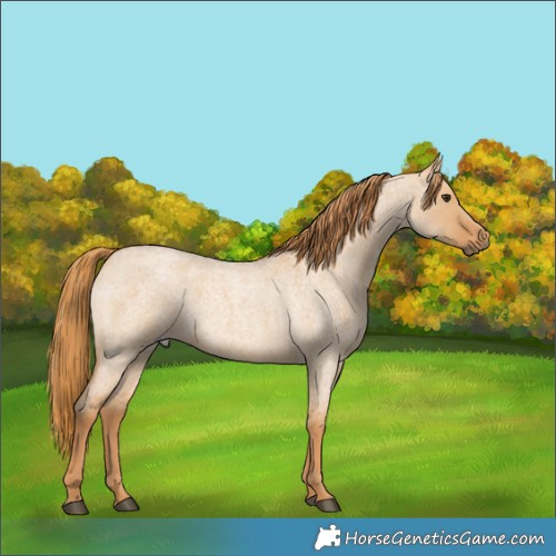 Horse Color:Red Dun Roan 