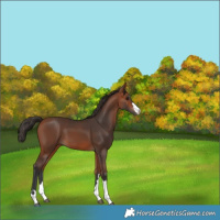 Horse Color:Bay 