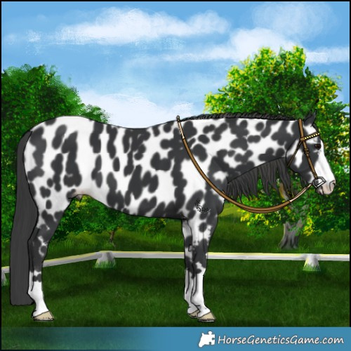 Horse Color:Black Mushroom Near Leopard