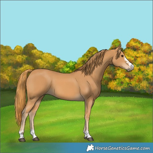 Horse Color:Chestnut 