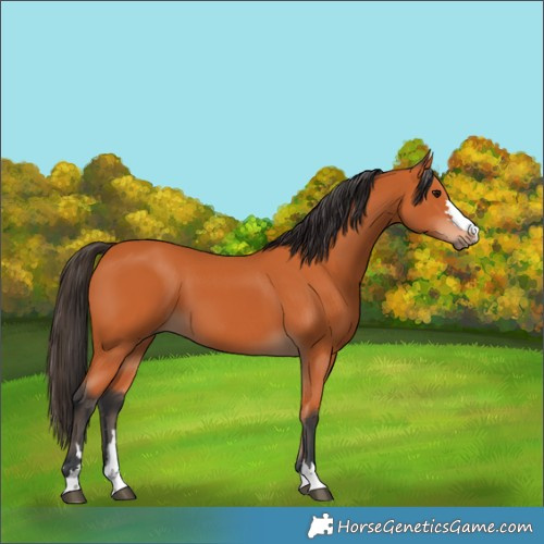 Horse Color:Bay 
