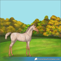 Horse Color:Red Roan