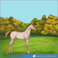 Horse Color:Red Roan