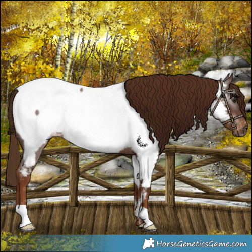 Horse Color:Gray Red Roan Near Fewspot 