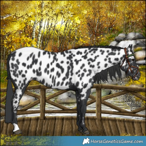 Horse Color:Black Near Leopard 