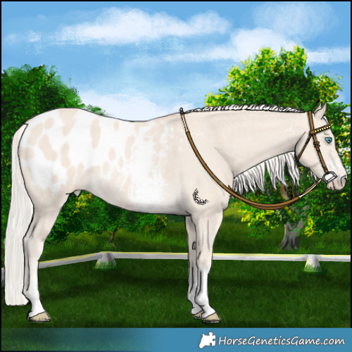 Horse Color:Cremello Sabino Appaloosa 