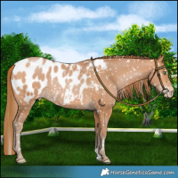 Horse Color:Bay Pearl Blanket Rabicano
