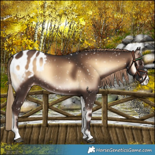 Horse Color:Liver Red Onyx Appaloosa 