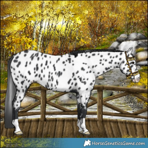 Horse Color:Black Near Leopard