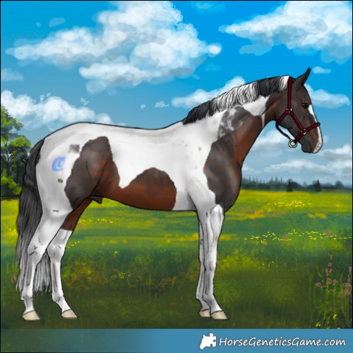 Horse Color:Brown Tobiano
