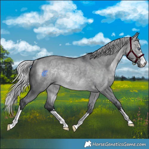 Horse Color:Silver Brown Chinchilla Dun Rabicano 